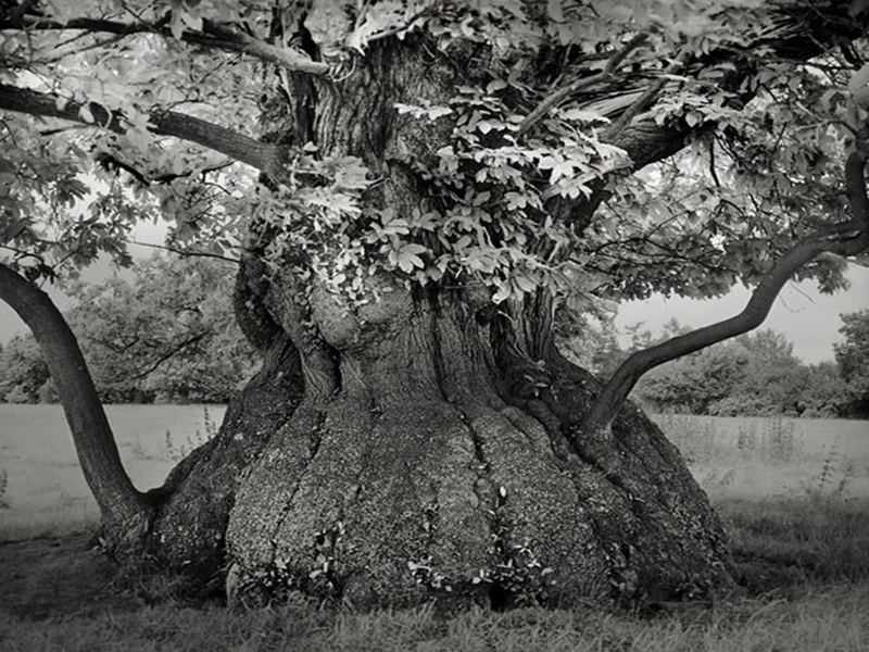Ancient Trees: Portraits Of Time