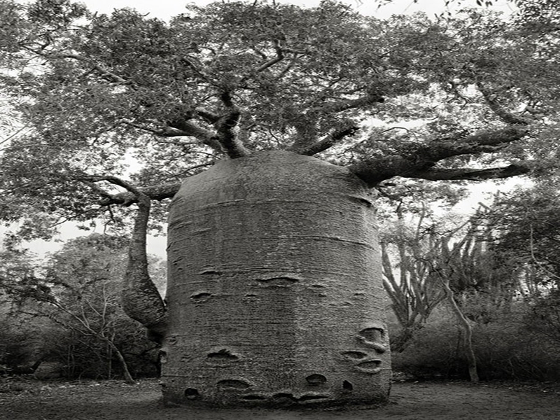 Ancient Trees: Portraits Of Time
