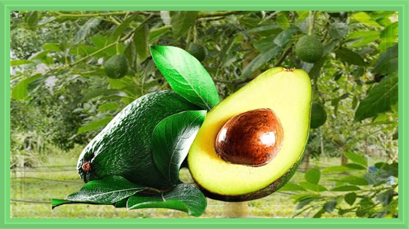 Comer 1 abacate por dia pode reduzir o colesterol