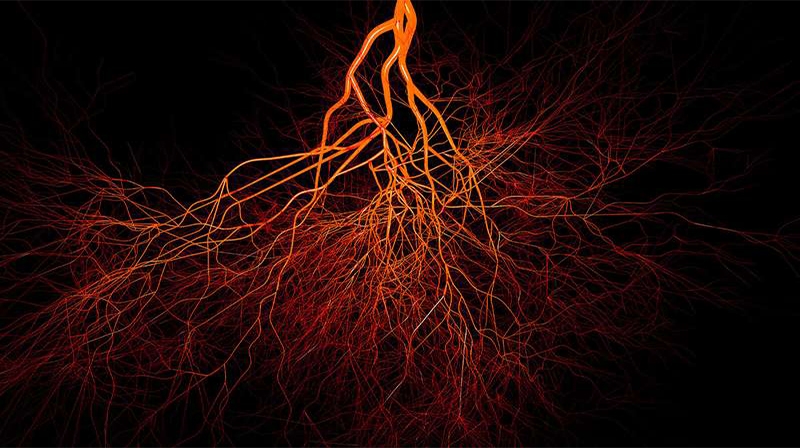 Descoberto um novo tipo de vaso sanguíneo em nossos ossos