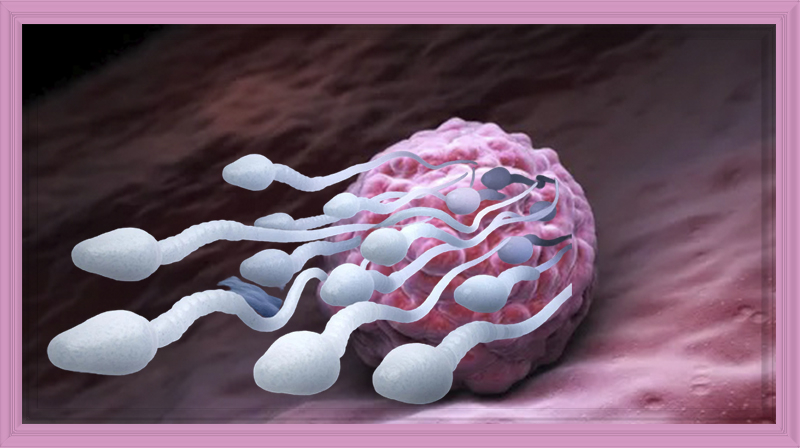 Estudo descobre por que muitos embriões de fertilização in vitro não se desenvolvem