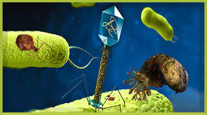 Fagos: estudo encontra inimigo natural de bactérias causadoras de disenteria