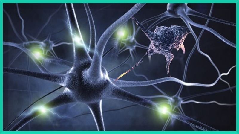 Neurocientistas lançam o primeiro atlas abrangente de células cerebrais