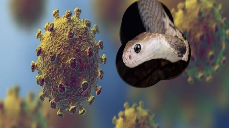 Novo coronavírus pode ter 'saltado' para humanos de cobras, diz estudo