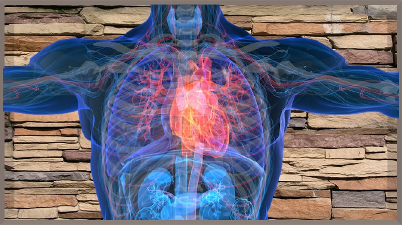 O tecido sintético pode reparar corações, músculos e cordas vocais