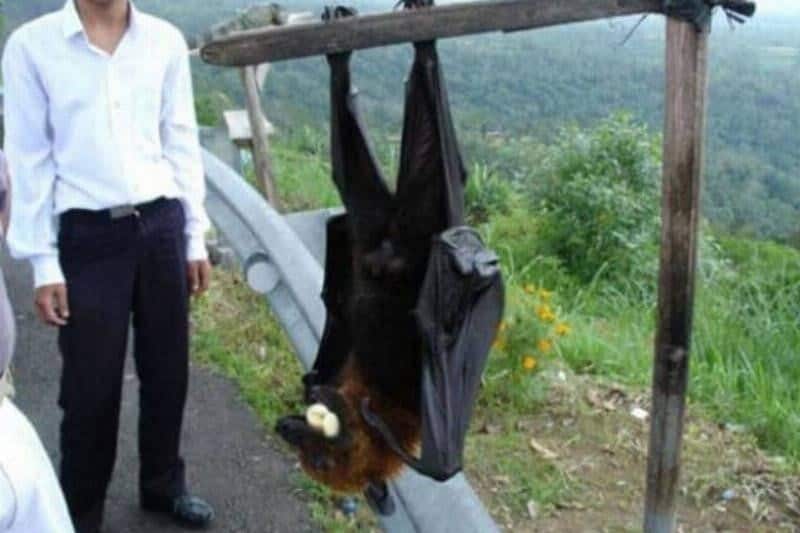 Morcego Humano
