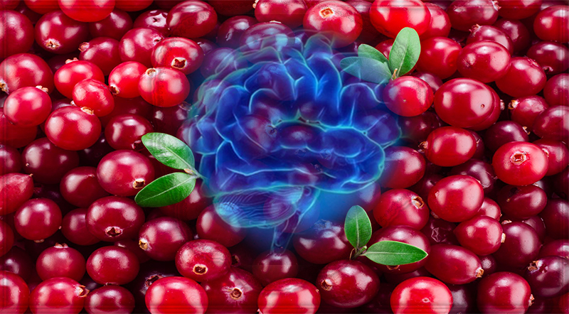 Uma xícara de cranberries por dia pode melhorar a memória e a função cerebral
