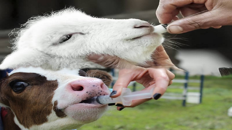 'A resistência aos antibióticos em animais de criação está aumentando rapidamente'
